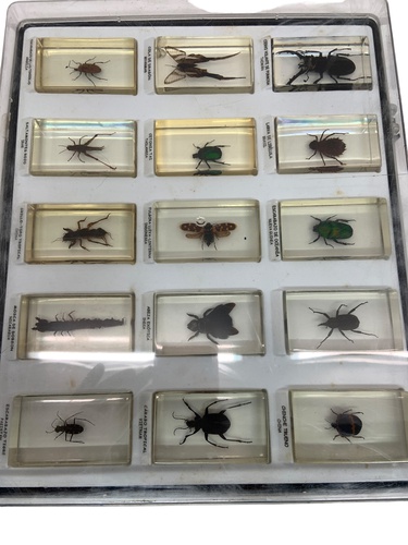 Coleccionismo COLECCION DE INSECTOS
