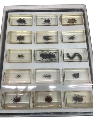 Coleccionismo COLECCION DE INSECTOS